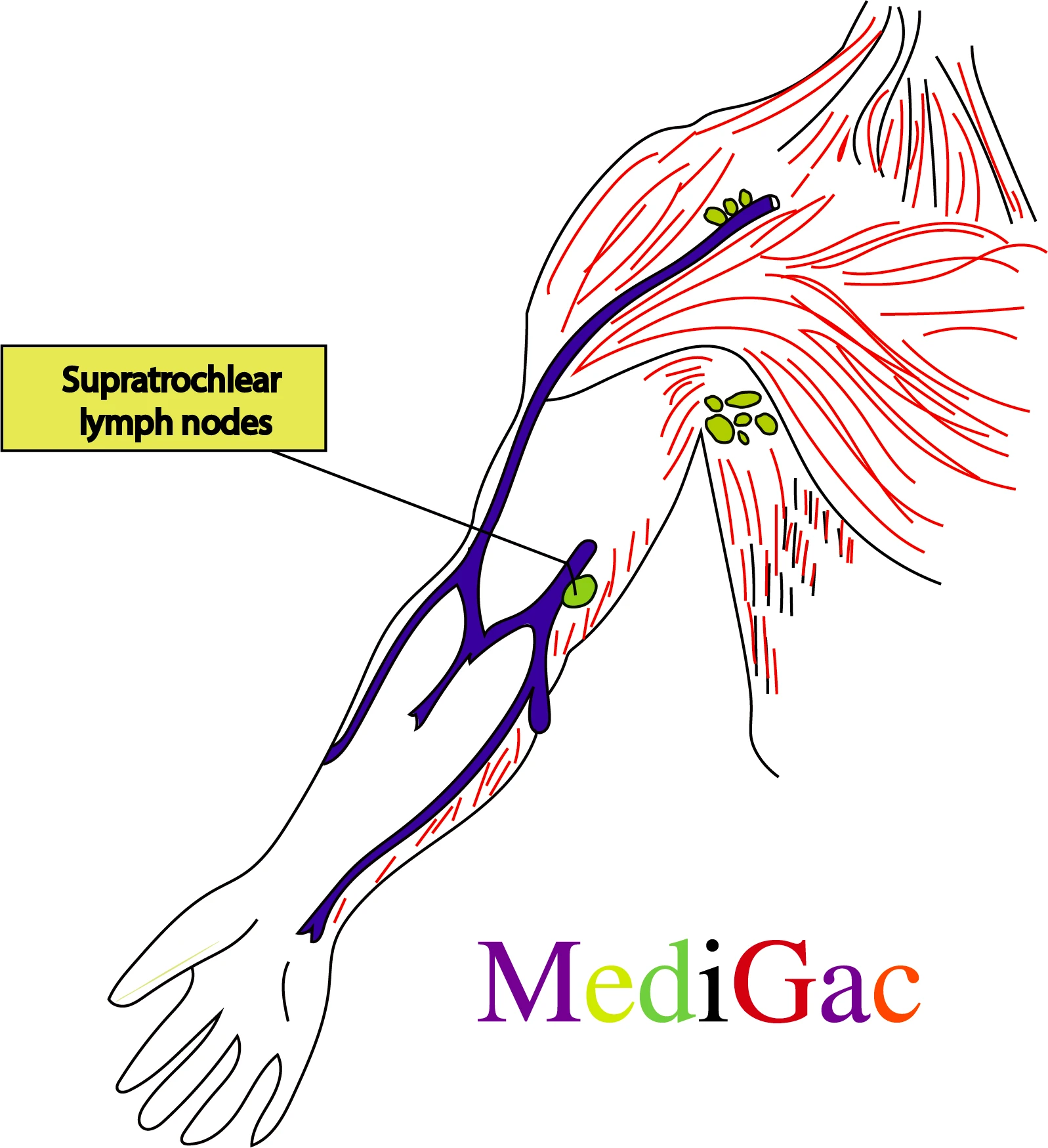 Supratrochlear lymph nodes